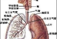 支气管炎的治疗方法,综合疗法与生活调养指南